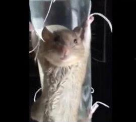 最新爆料老鼠视频,最新老鼠视频曝光，触目惊心现场直击  第3张